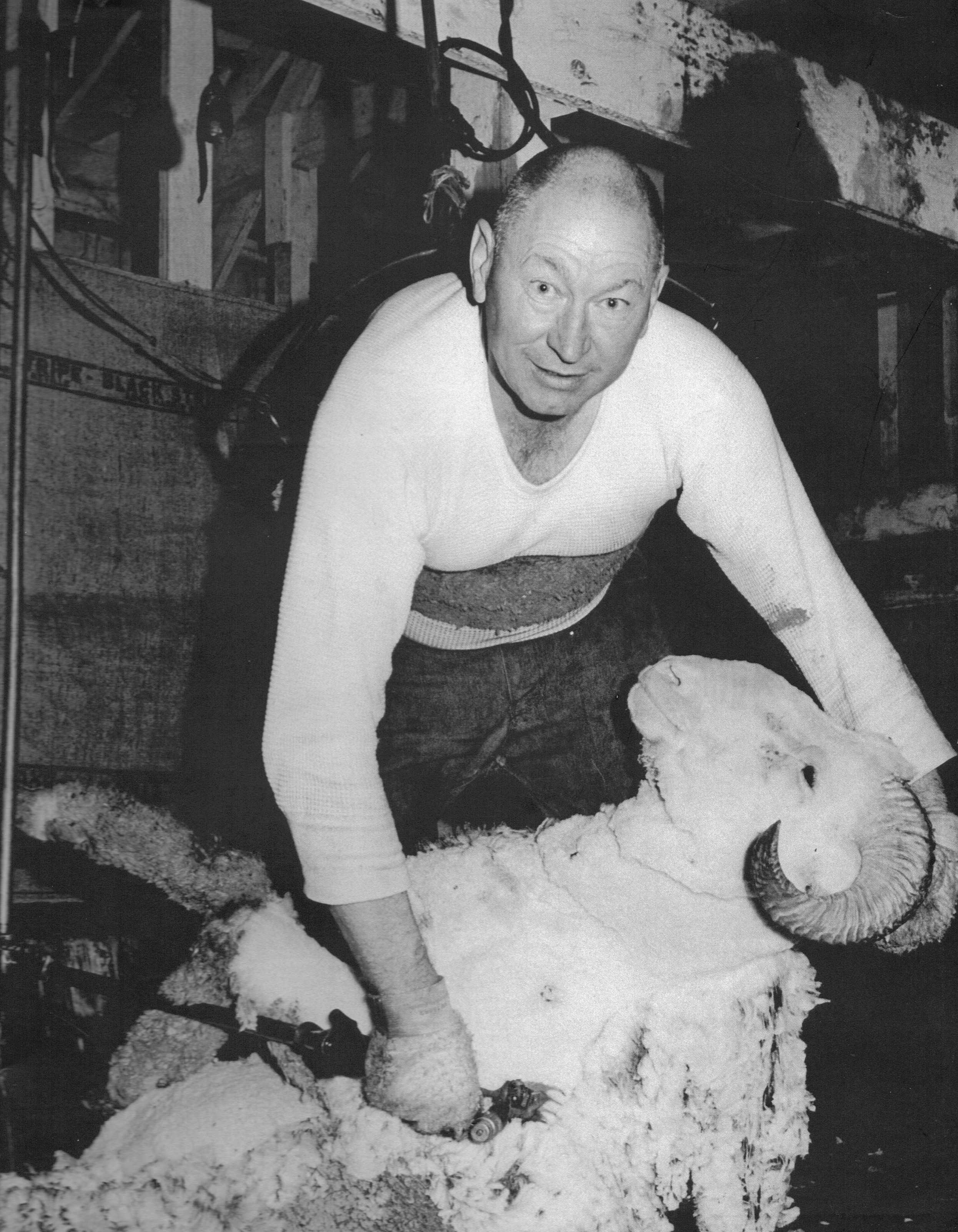 img="sheep shearing"